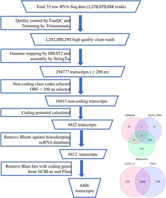 Genome-wide identification and characterization of tissue-specific non-coding RNAs in black pepper (Piper nigrum L.)